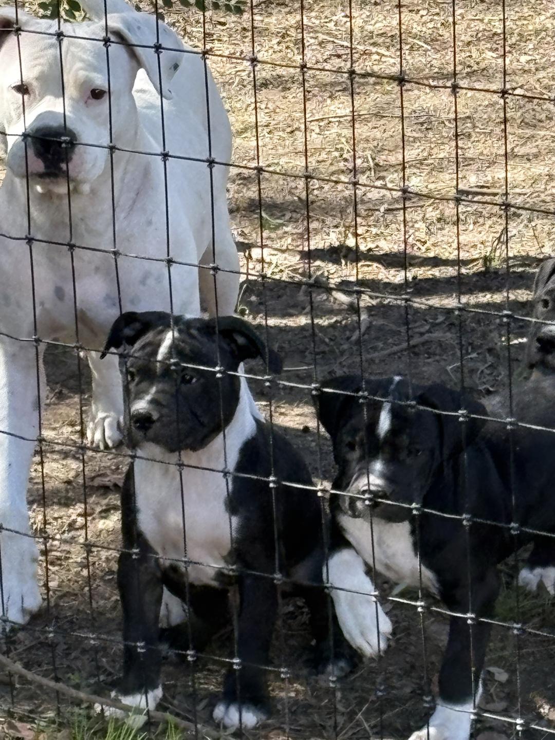 Staffordshire bullterrier, Staffordshire bull terrier dog, identified by the K9Stud breed AI