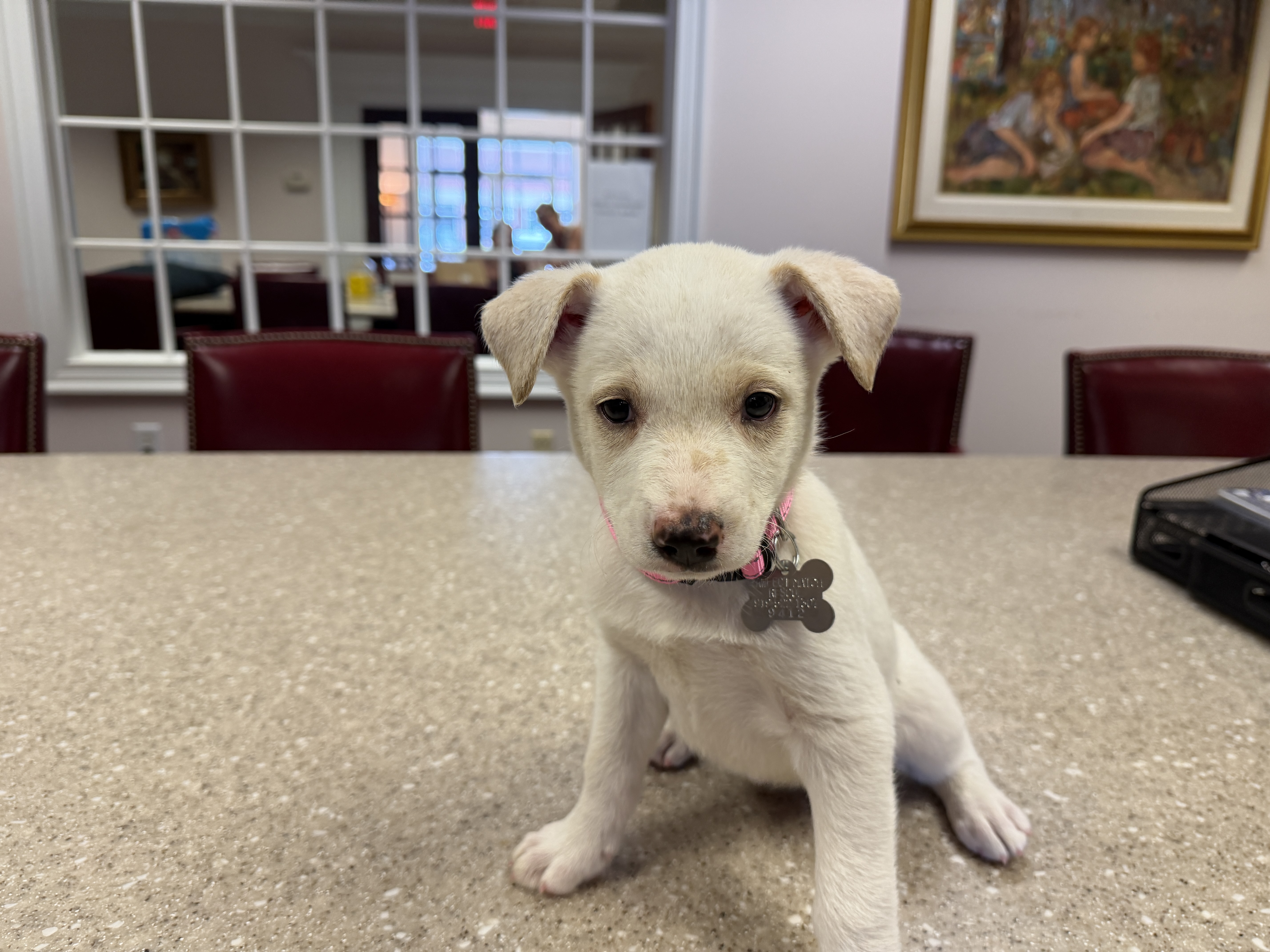tennis ball dog, identified by the K9Stud breed AI